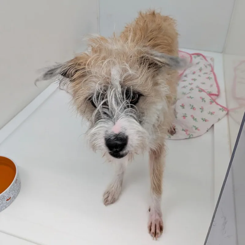 A young medium-sized female Golden Jack Russell Terrier dog named Cinderella for adoption in Chico, CA