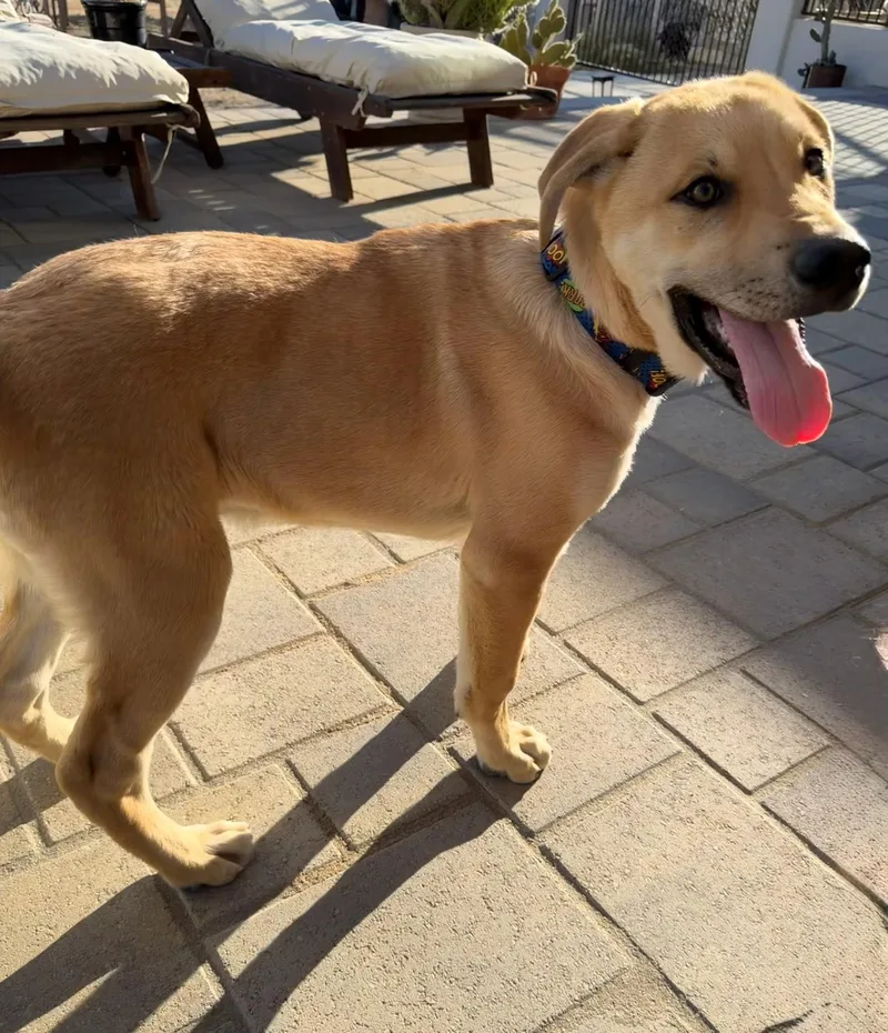 A baby medium-sized male Yellow Labrador Retriever dog named Teddy for adoption in oriskany, NY