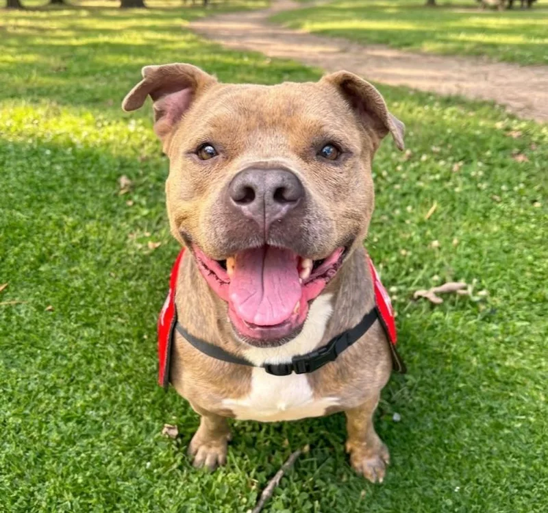 An adult large-sized male Pit Bull Terrier dog named Sandor for adoption in Roswell, GA