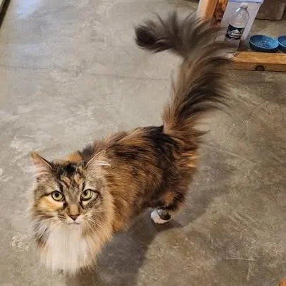 A senior small-sized female Calico Domestic Long Hair cat named April C for adoption in Princeton, MN