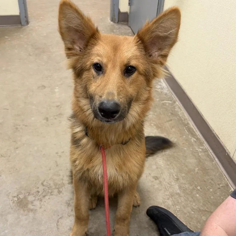A young medium-sized male Yellow / Tan / Blond / Fawn German Shepherd Dog dog named Lucky for adoption in Palestine, TX