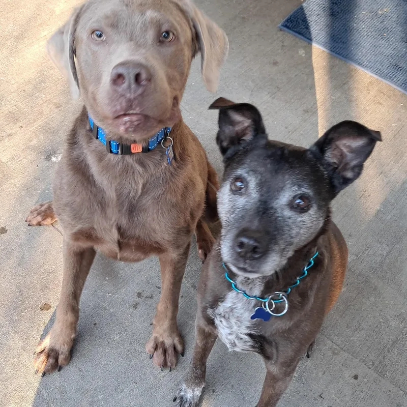 An adult large-sized male Gray / Blue / Silver Yellow Labrador Retriever dog named Romeo oh Romeo for adoption in Blue Bell, PA