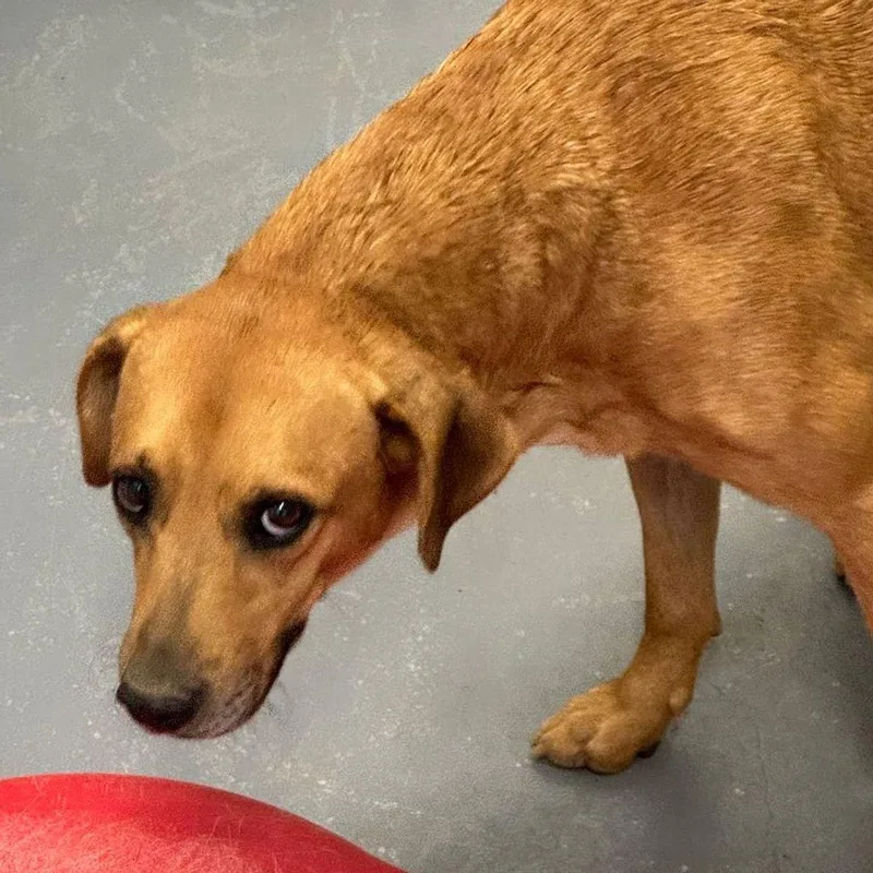 An adult medium-sized female Brown / Chocolate Labrador Retriever dog named Tiffany for adoption in Kingman, AZ