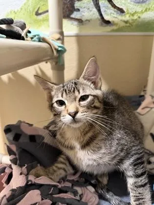 A baby medium-sized male Domestic Short Hair cat named Porthos for adoption in Pleasanton, CA