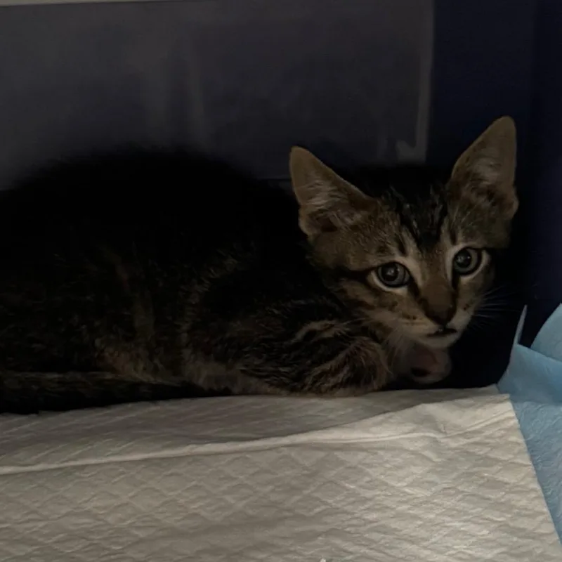 A baby small-sized male Brown / Chocolate Domestic Short Hair cat named Cadet for adoption in Salt Lake City, UT