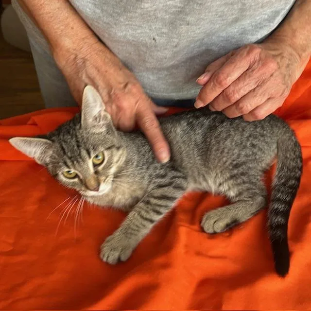 Purring Brothers Buster & thumbnail 3