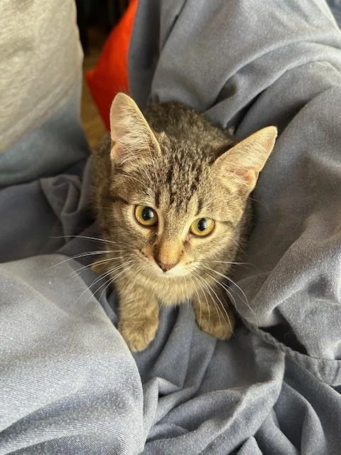 Purring Brothers Buster & thumbnail 4