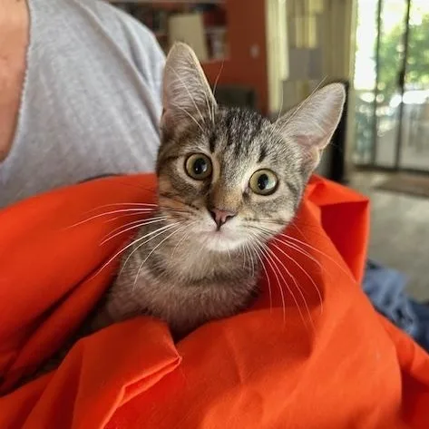 Purring Brothers Buster & thumbnail 5