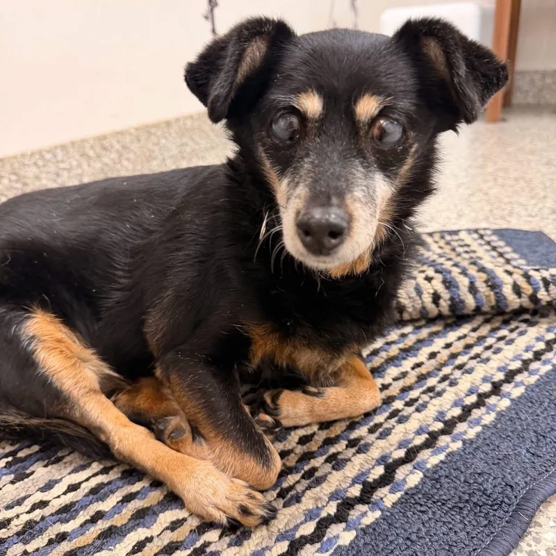 A senior small-sized female Chihuahua dog named Matilda for adoption in Barrington Hills, IL
