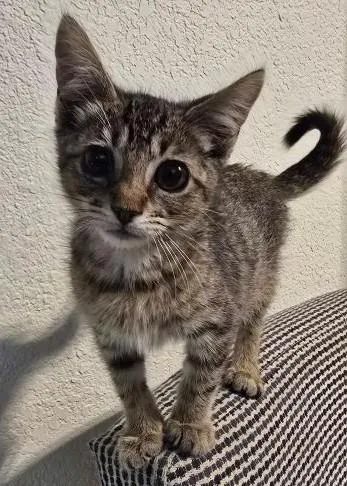A baby medium-sized male Tabby (Brown / Chocolate) American Shorthair cat named Striker for adoption in Richardson, TX
