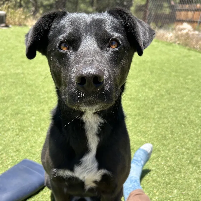 An adult small-sized female Black Mixed Breed dog named Heart Butler Campus for adoption in Flagstaff, AZ