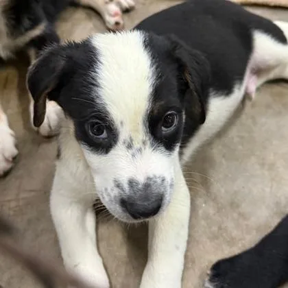 A baby large-sized male Bernese Mountain Dog dog named William for adoption in Morton Grove, IL