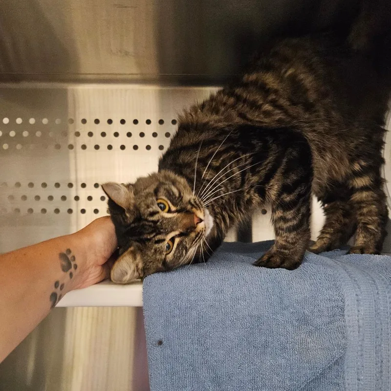 Mancoon