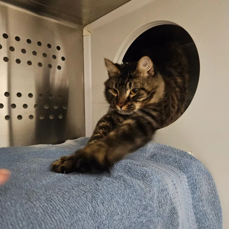 Mancoon thumbnail 6