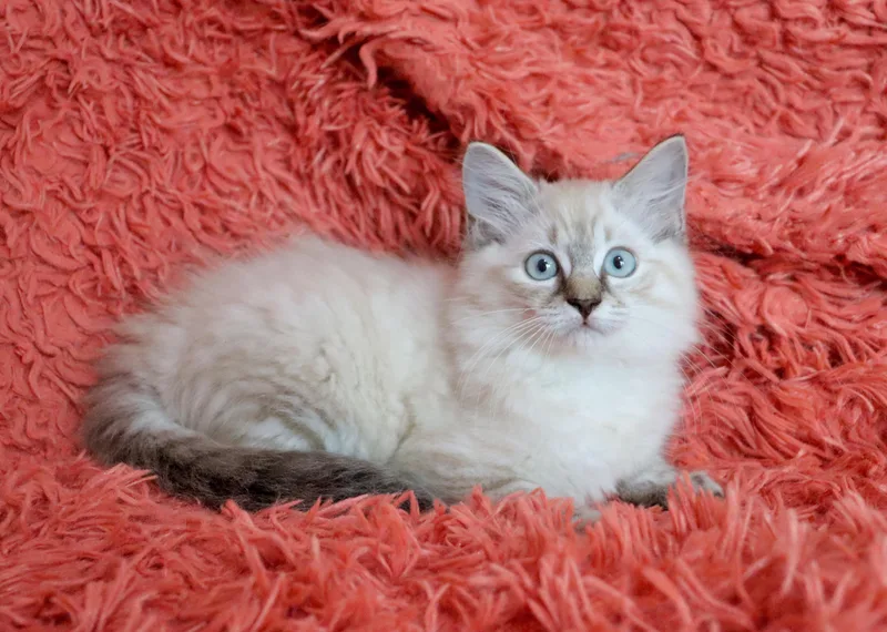 A baby medium-sized female Blue Point Highland Fold cat named Diamond for adoption in Saint Augustine, FL