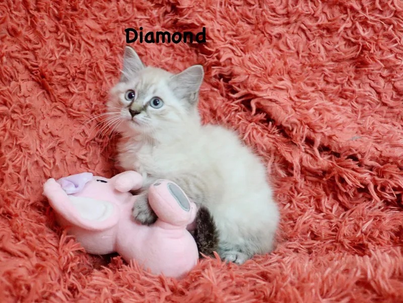 Diamond thumbnail 2