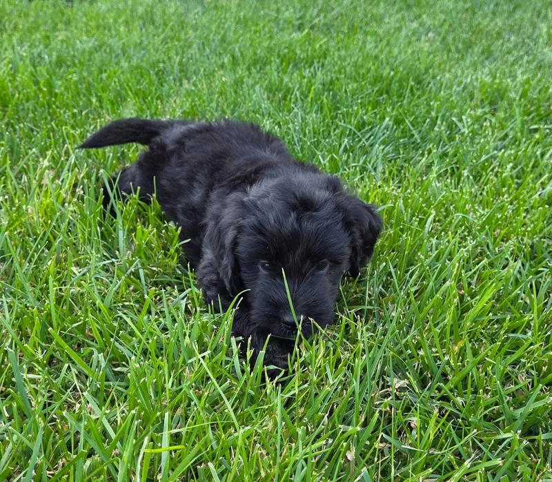 A baby medium-sized male Black Labradoodle dog named River for adoption in Jeffersonville, IN