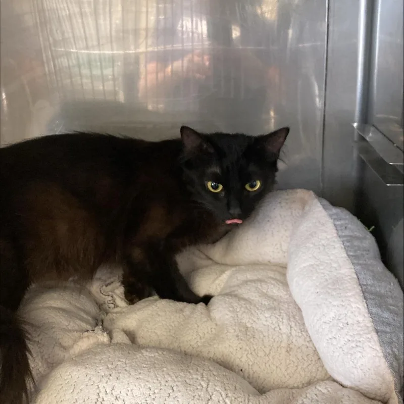 A young medium-sized female Black Domestic Short Hair cat named Ceviche for adoption in Hawthorne, CA