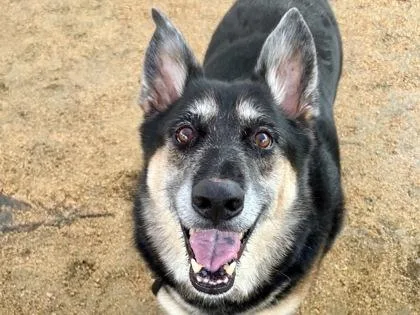 A senior extra large-sized male Tricolor (Brown, Black, & White) Mixed Breed dog named Charlie for adoption in Georgetown, TX