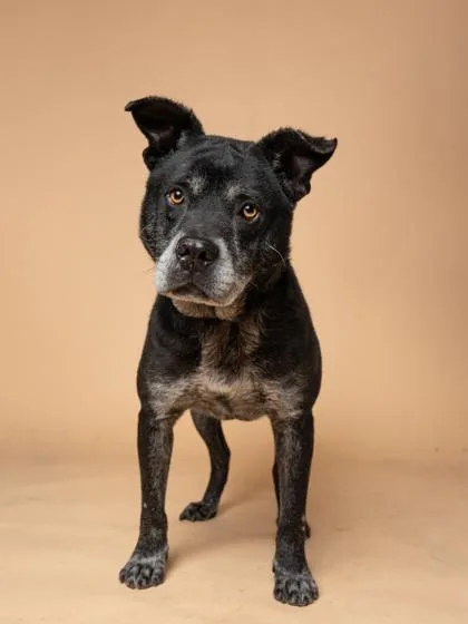 A senior medium-sized male Mixed Breed dog named Garms for adoption in Atlanta, GA