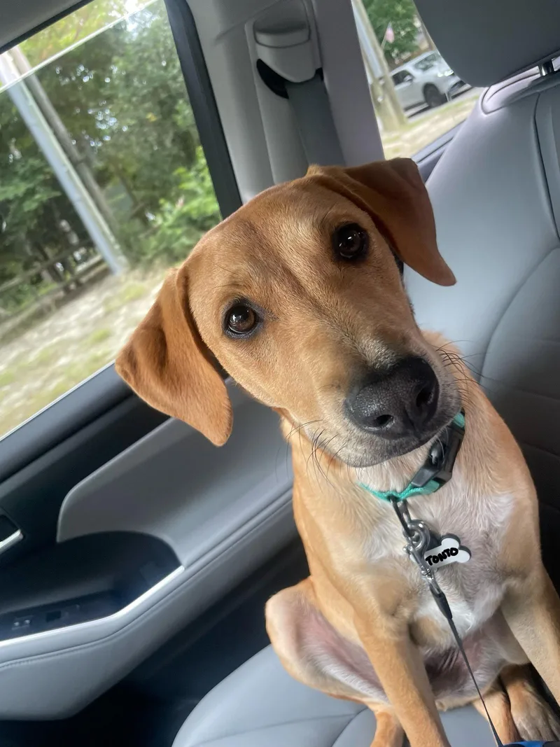 A baby medium-sized male Labrador Retriever dog named Tonto for adoption in Virginia Beach, VA