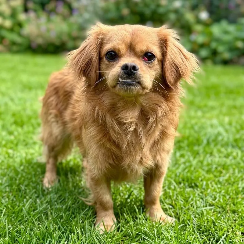 An adult small-sized male Red / Chestnut / Orange Tibetan Spaniel dog named Red for adoption in Las Vegas, NV