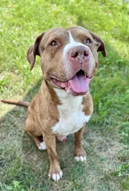 An adult large-sized male Pit Bull Terrier dog named Kroger for adoption in Kalamazoo, MI