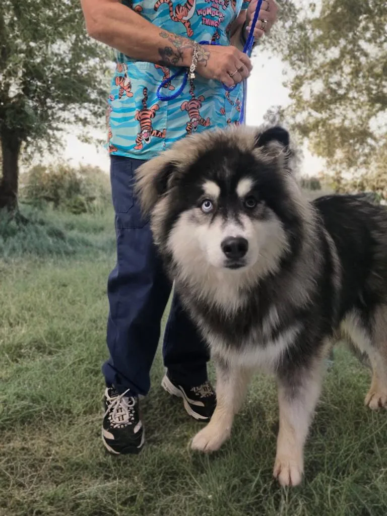 A young medium-sized male Siberian Husky dog named Shimmy for adoption in Sumter, SC