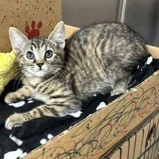 A baby small-sized female Brown / Chocolate Domestic Short Hair cat named Eclair for adoption in Novelty, OH