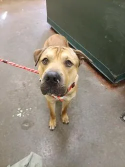An adult large-sized male Shar-Pei dog named Boreas for adoption in Independence, MO