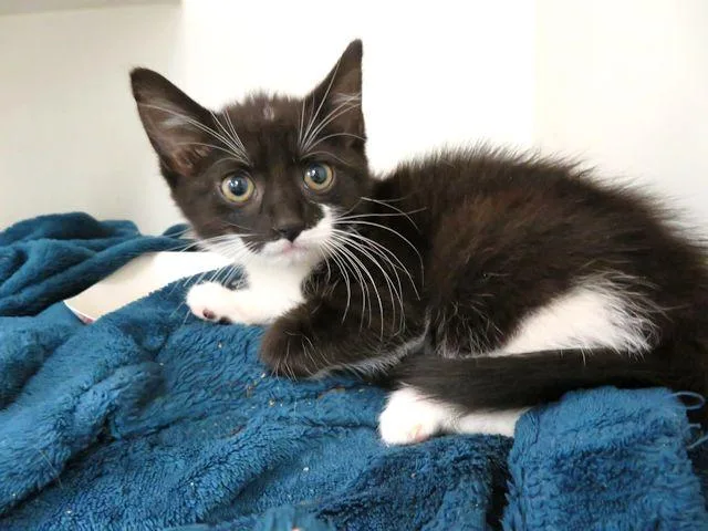 A baby small-sized female Domestic Short Hair cat named Gerbil for adoption in Oklahoma City, OK