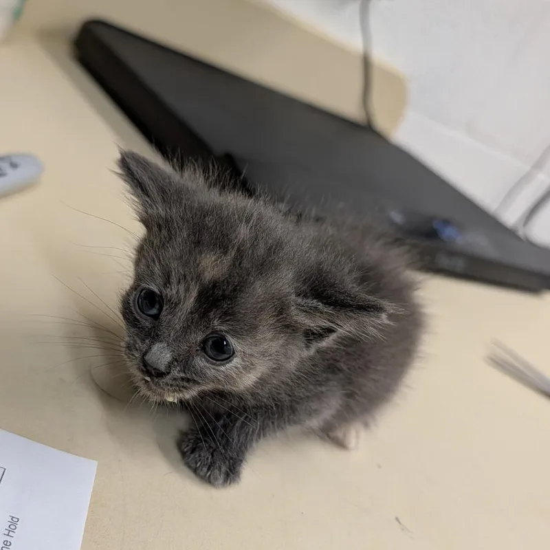 A baby small-sized female Gray / Blue / Silver Domestic Short Hair cat named Ava for adoption in Ardmore, OK