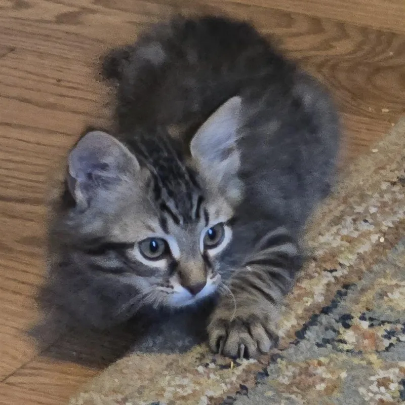 A baby small-sized female Domestic Short Hair cat named Misty for adoption in Cumming, GA