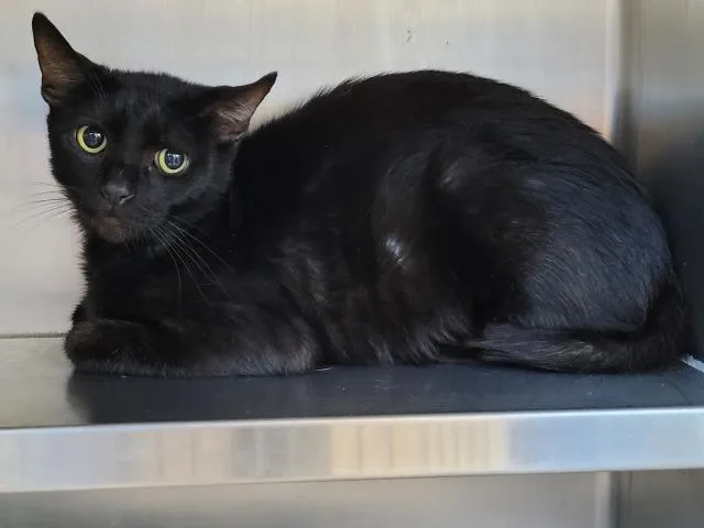 An adult medium-sized male Domestic Short Hair cat named Artemis for adoption in San Pedro, CA