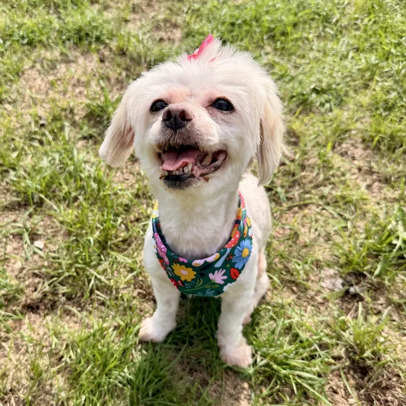 Dolly