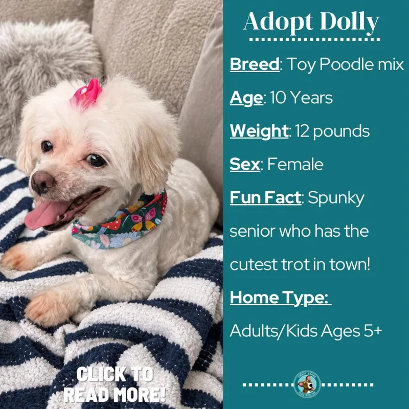 Dolly thumbnail 5