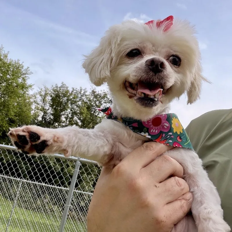 Dolly thumbnail 6