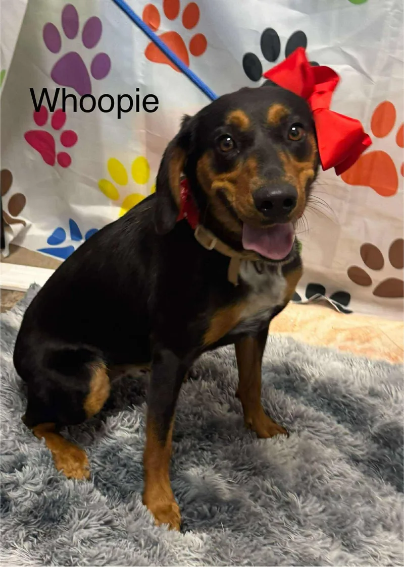 A young medium-sized female Hound dog named Whoopie for adoption in Elizabethtown, PA