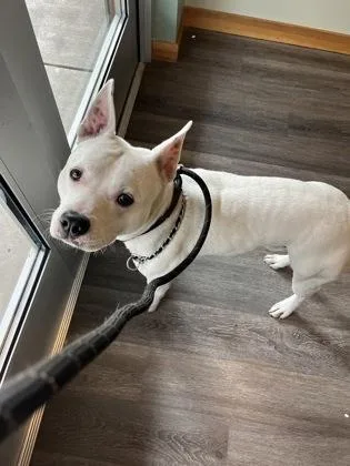A young large-sized male Pit Bull Terrier dog named Bolt for adoption in Seattle, WA