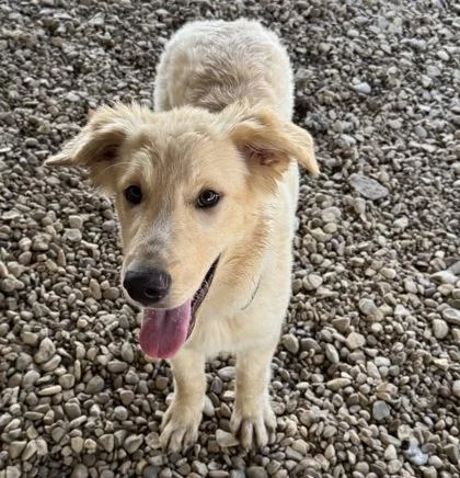 A young large-sized female Golden Retriever dog named Cardigan for adoption in Plano, TX