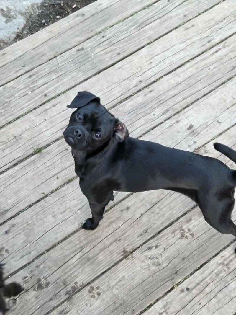 A young small-sized female Black Chihuahua dog named Minnie for adoption in Clay, NY