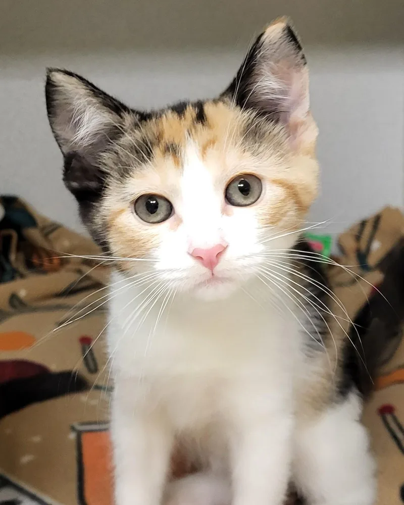 A baby medium-sized female Calico Domestic Short Hair cat named Sansa for adoption in Grayslake, IL