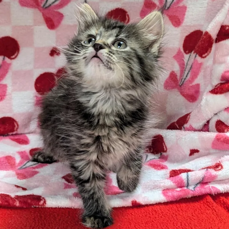A baby small-sized female Black Domestic Long Hair cat named Patti for adoption in Brighton, MO