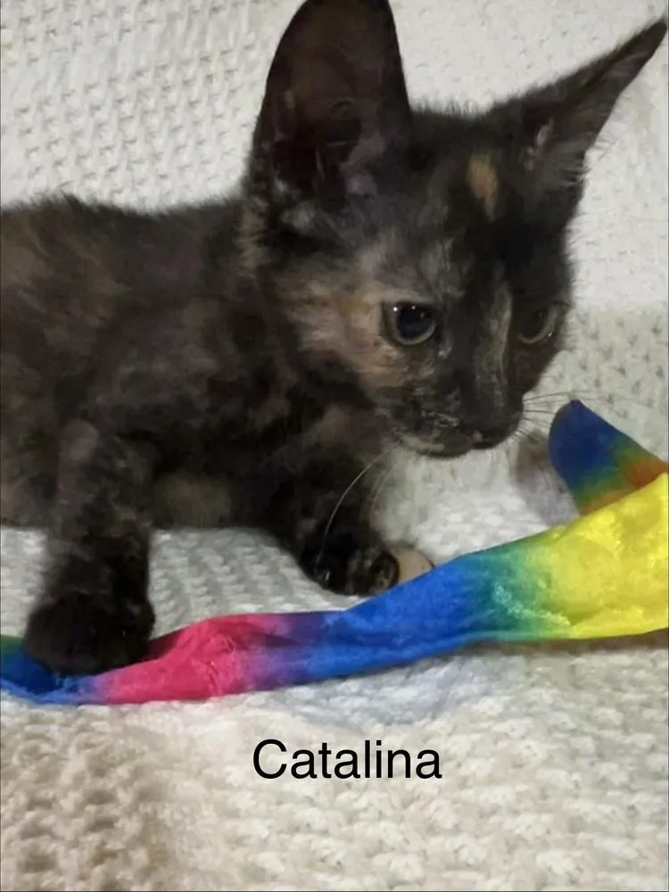 A baby small-sized female Tortoiseshell Domestic Short Hair cat named Catalina for adoption in Groveland, MA
