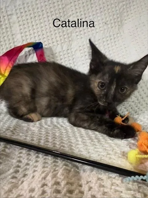 Catalina thumbnail 2