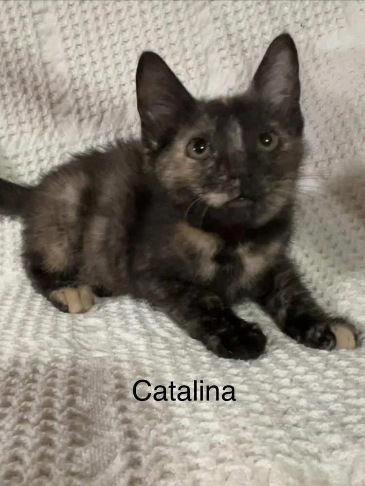 Catalina thumbnail 3