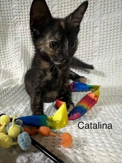 Catalina thumbnail 5