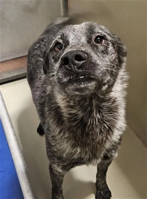An adult medium-sized male Black Australian Cattle Dog / Blue Heeler dog named Eli URGENT for adoption in Thousand Oaks, CA