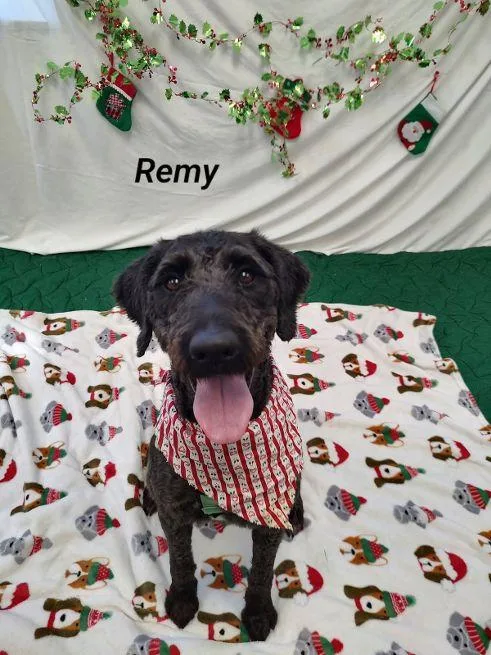 An adult medium-sized female Black Labradoodle dog named Remy for adoption in Cape May Court House, NJ