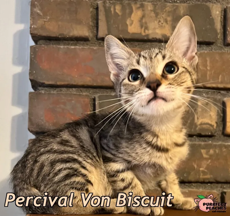 A baby medium-sized male Domestic Short Hair cat named Percival Von Biscuit for adoption in Douglasville, GA